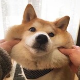 Bugcrowd profile picture for @TheDog